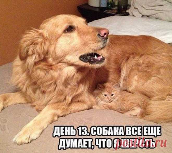 Мы можем починить всё | Prikolisti.com
