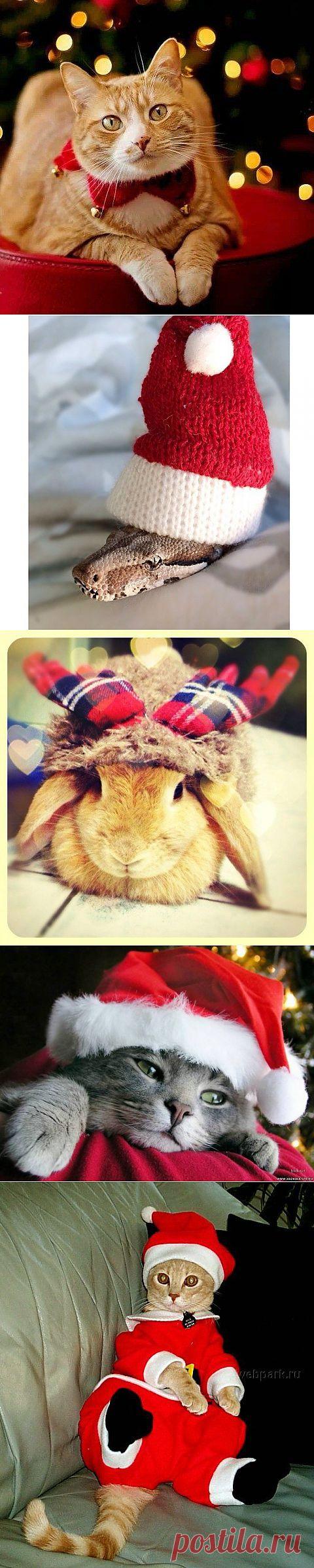 Украшаем животных / Домоседы