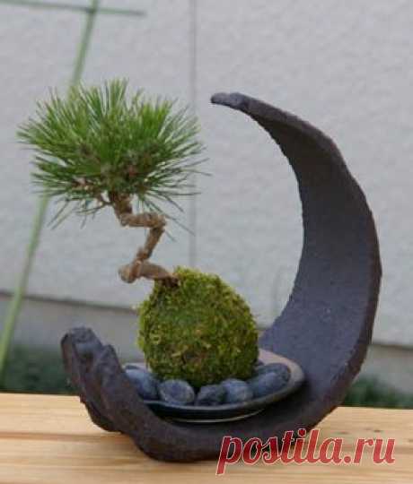 djo jk приколол(а) это к доске bonsai..