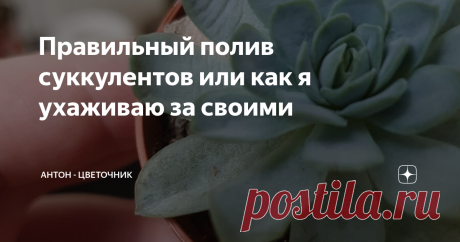 Правильный полив суккулентов или как я ухаживаю за своими Полив комнатных растений - это целая наука и именно от него зависит, насколько растение будет хорошо расти и цвести. Конечно, освещение играет тоже немаловажную роль, но сегодняшняя статья будет посвящена поливу полюбившихся многим суккулентов.