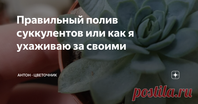 Правильный полив суккулентов или как я ухаживаю за своими Полив комнатных растений - это целая наука и именно от него зависит, насколько растение будет хорошо расти и цвести. Конечно, освещение играет тоже немаловажную роль, но сегодняшняя статья будет посвящена поливу полюбившихся многим суккулентов.