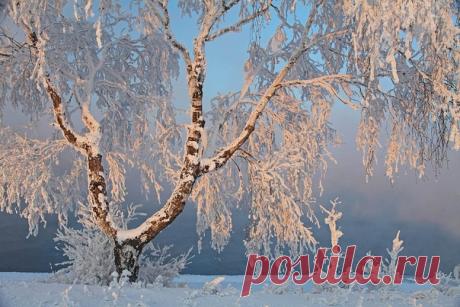 ღДекабрь-Студенец
Вот и пришла зима. Бережно укрыла природу одеялом чистого белого снега, сковала реки и озера льдами, остужает воздух сильными морозами. Месяц получил название - Студенец, от слова стужа. Еще случаются оттепели, но впереди быть еще долгой зиме. Все больше и больше прибавляет зима снегом. Вот и ночи длинны, морозны и уютны. В домах наряжают ёлки, ведь скоро Новый Год.