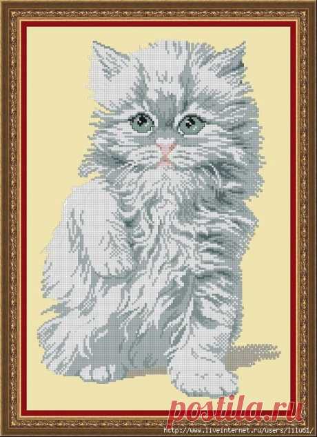 Перс. Котик.