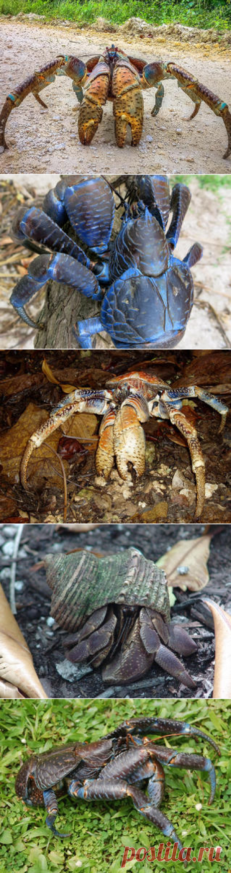 Смотреть изображения пальмовых воров | Зооляндия