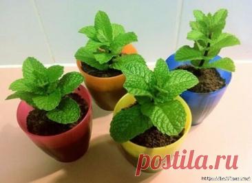 Комнатные растения. Мелисса на подоконнике Выращивание в домашних условияхДушистая и весьма полезная растительность. У этой зелени широкий спектр применений в кулинарии: она является одним из ингредиентов для приготовления салатов, приправ. Так же ее добавляют в ликеры и чаи. Но не только для еды, пчельник имеет много применений и...