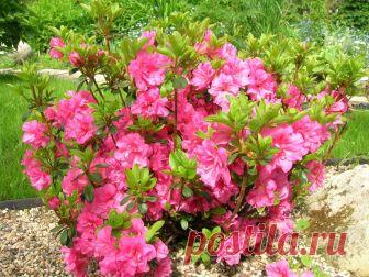 Сезонные работы в саду и огороде: третья неделя мая