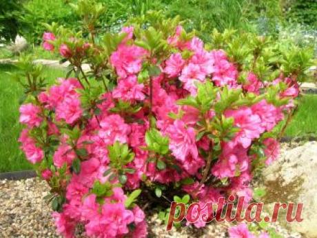 Сезонные работы в саду и огороде: третья неделя мая