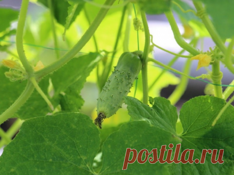 Лучшие предшественники и соседи для огурцов