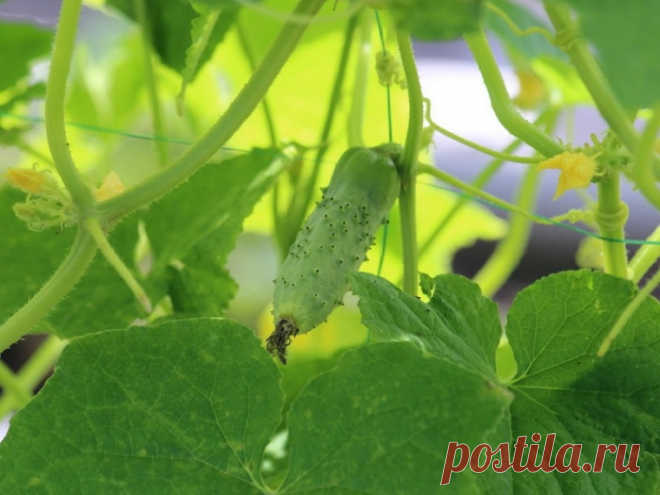 Лучшие предшественники и соседи для огурцов