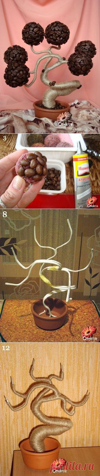 кофейный баобаб