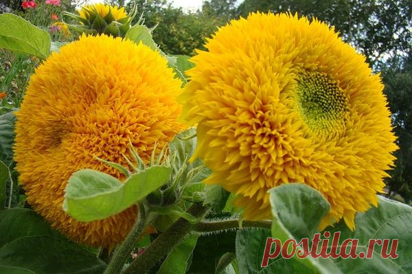 Декоративный подсолнух - посадка, выращивание и уход. Фото сортов и видов
