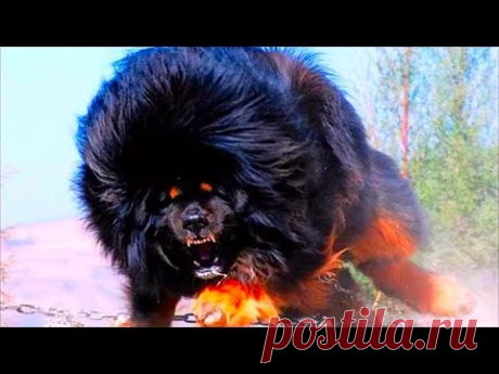 Лучшие Охранные Породы Собак, КОТОРЫЕ ОТДАДУТ ЖИЗНЬ ЗА ХОЗЯИНА