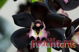 Блог клуба Клуб начинающих и настоящих цветоводов — Талгар - городской портал