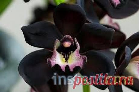 Блог клуба Клуб начинающих и настоящих цветоводов — Талгар - городской портал