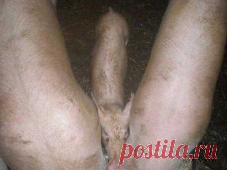 а вы что подумали