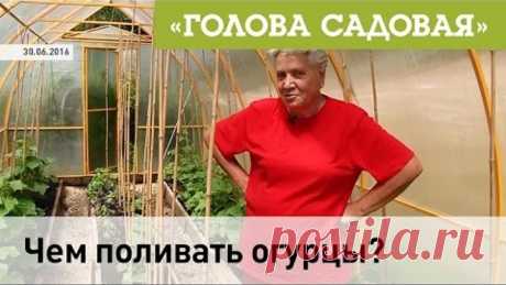 Голова садовая - Чем поливать огурцы?