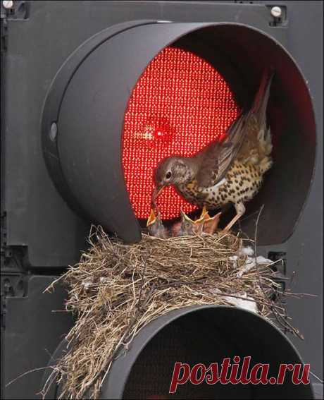 Удивительные гнезда птиц - "архитекторов"