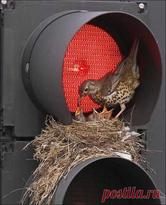 Удивительные гнезда птиц - 