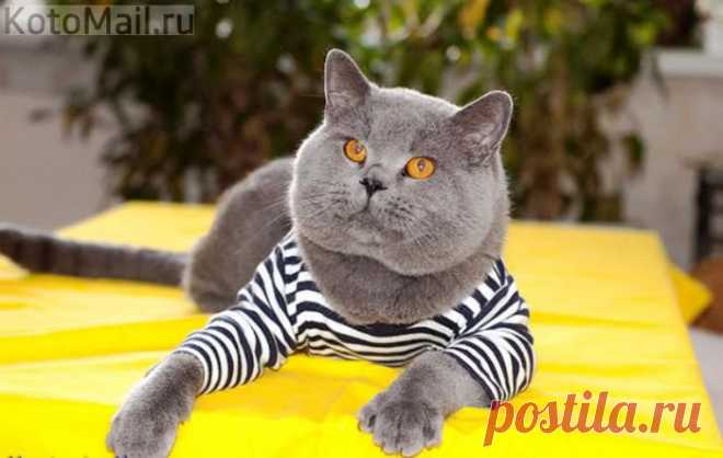 КОТЫ ОТМЕЧАЮТ ДЕНЬ РУССКОЙ ТЕЛЬНЯШКИ! | KotoMail.ru