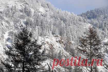 Сын пропавшей в тайге с семьей россиянки сделал заявление