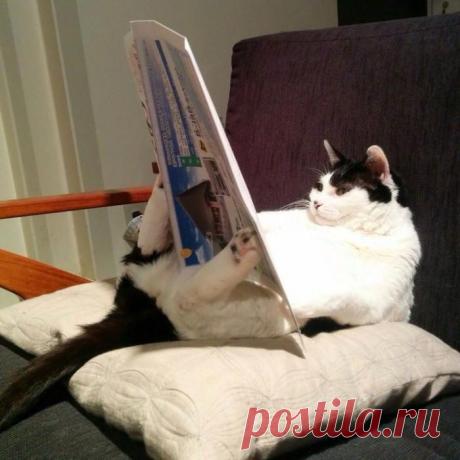 А я ещё и читать умею...