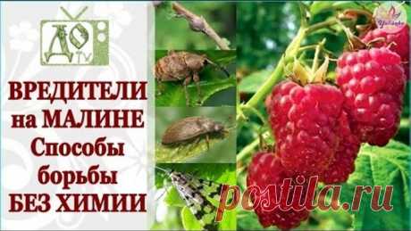 ВРЕДИТЕЛИ на МАЛИНЕ. Способы борьбы БЕЗ ХИМИИ (Малиновые МУХА, ЖУК, ДОЛГОНОСИК и ГАЛЛИЦА)