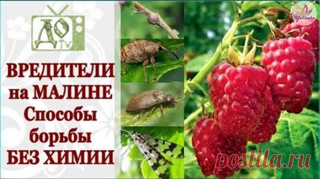 ВРЕДИТЕЛИ на МАЛИНЕ. Способы борьбы БЕЗ ХИМИИ (Малиновые МУХА, ЖУК, ДОЛГОНОСИК и ГАЛЛИЦА)