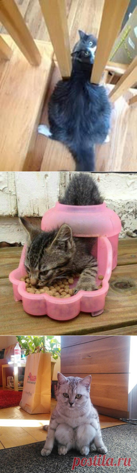 Я кот. Мне так удобно