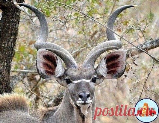 Большой Куду. Изящный зверь