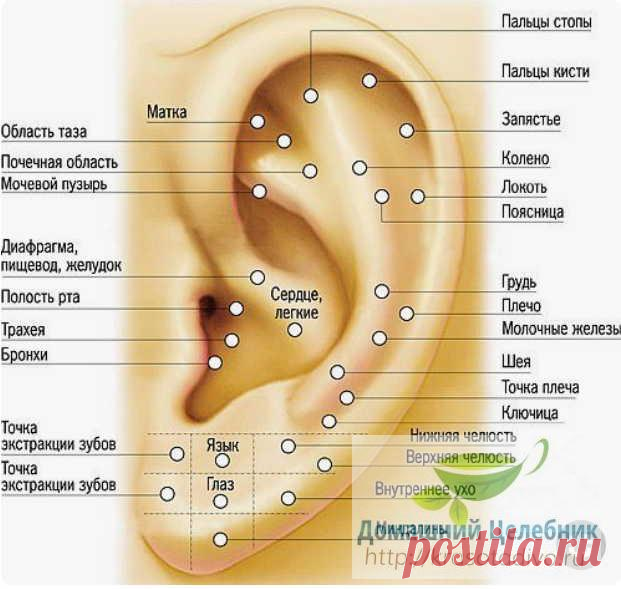 6 точек на ухе, которые вернут здоровье и хорошее самочувствие