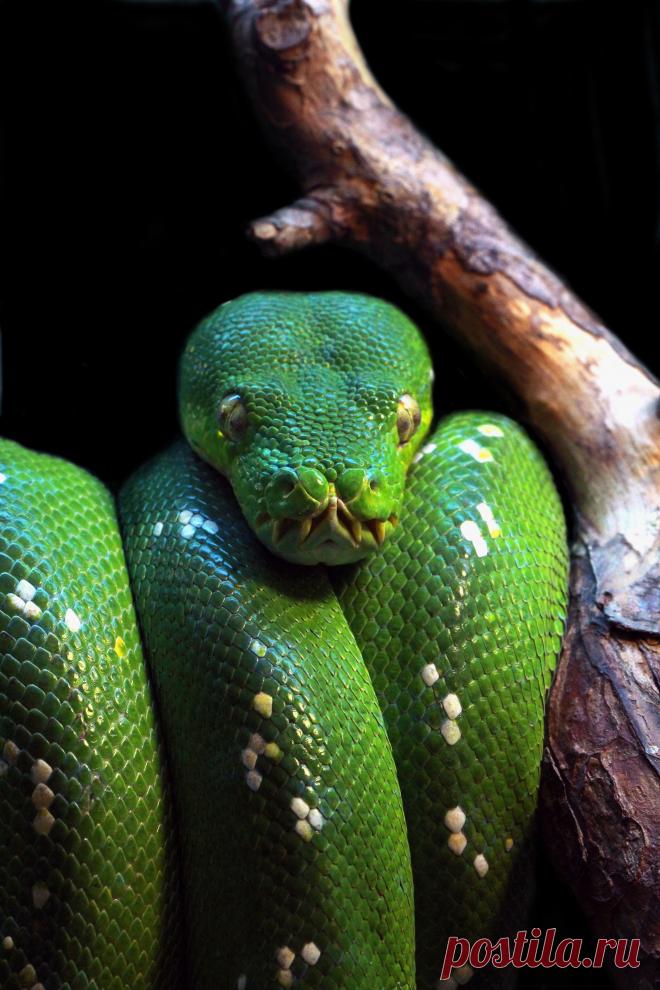 Зеленый древесный питон. В детском возрасте цвет чешуйчатого покрова оранжевый или красный. Обитает в лесах Гвинеи и Австралии. Детеныши питаются насекомыми, а взрослые особи-мелкими  птицами и грызунами. Вырастает до 1,8-2,0 м.