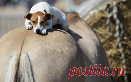 Лучшие фотографии животных со всего мира за неделю / Питомцы