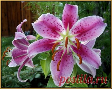 Тигровая лилия