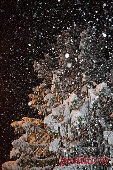 Snow Falling on Cedars, Olympic Peninsula | Flickr - Photo Sharing!