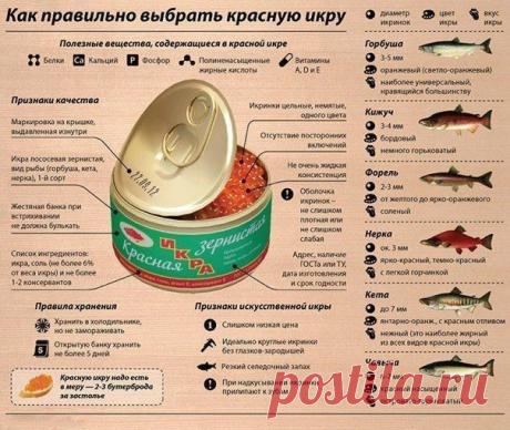 Рецепт! СКОРО НОВЫЙ ГОД! ВЫБИРАЕМ КРАСНУЮ ИКРУ (ИНФОГРАФИКА)