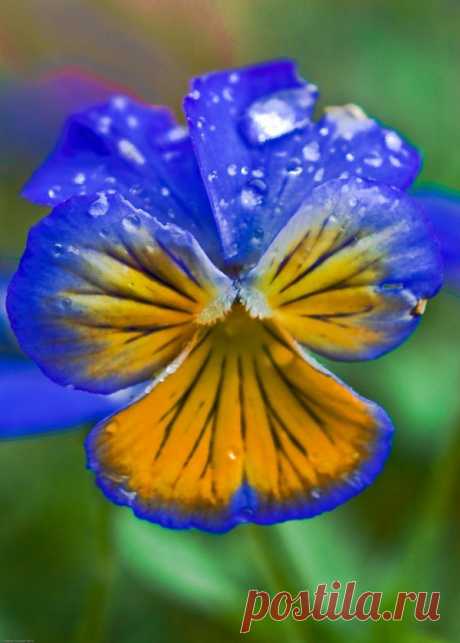 ~~Little Spring Pansie by ~nathan-101~~