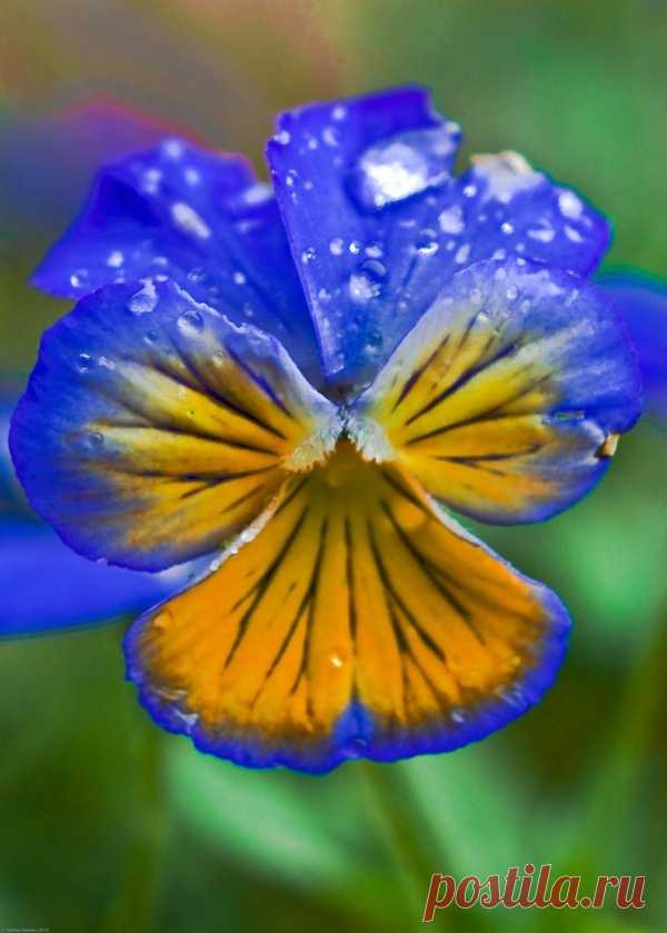 ~~Little Spring Pansie by ~nathan-101~~