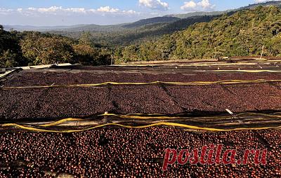 Эфиопия запретила авиапассажирам вывозить кофе. Кофе запрещено вывозить в любом виде и в любых количествах, пояснило посольство РФ в Аддис-Абебе