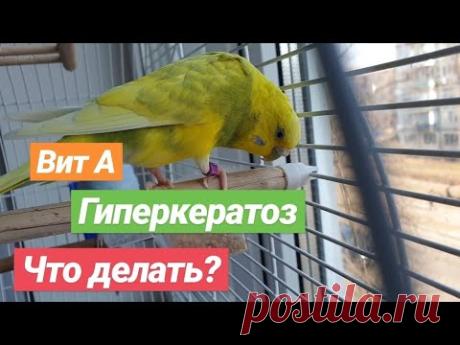 Нехватает витамина А. Гиперкератоз. Наросты на восковице попугая