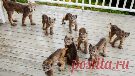 Мужчина вышел утром на крыльцо и увидел целое семейство рысей | Ловец Историй Пульс Mail.ru Привет, Друзья! Аляска — край малозаселенный и живописный. Встретить дикого зверя в этих местах далеко не редкость, однако история, которая произошла с одним из местных жителей, довольно необычна...