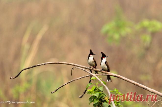 птичий рай аггельский национальный парк: 15 тыс изображений найдено в Яндекс.Картинках