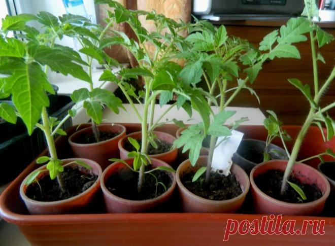 Календарь посадки томатов в 2024 году: когда сеять помидоры на рассаду и высаживать в грунт | Антонов сад - дача и огород | Дзен