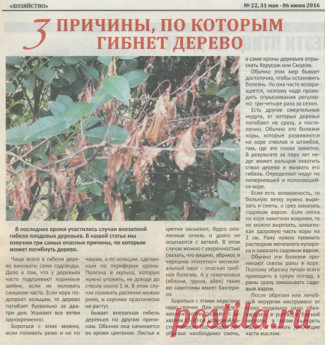 3 причины по которым гибнет дерево