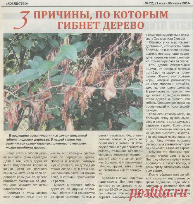 3 причины по которым гибнет дерево
