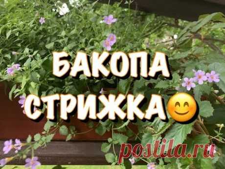 БАКОПА . БЕЗЖАЛОСТНАЯ ОБРЕЗКА! ПОРА!!!