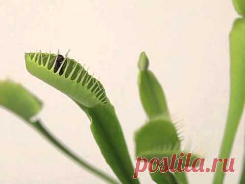 Венерина мухоловка в домашних условиях