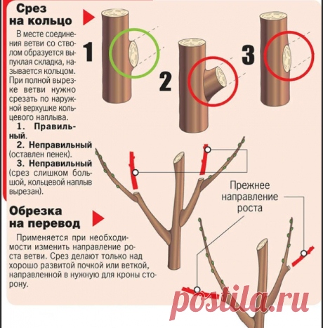 Как остановить рост дерева в высоту, что обрезать и как: 3 тонкости, без которых ничего не получится | Волжский сад | Дзен