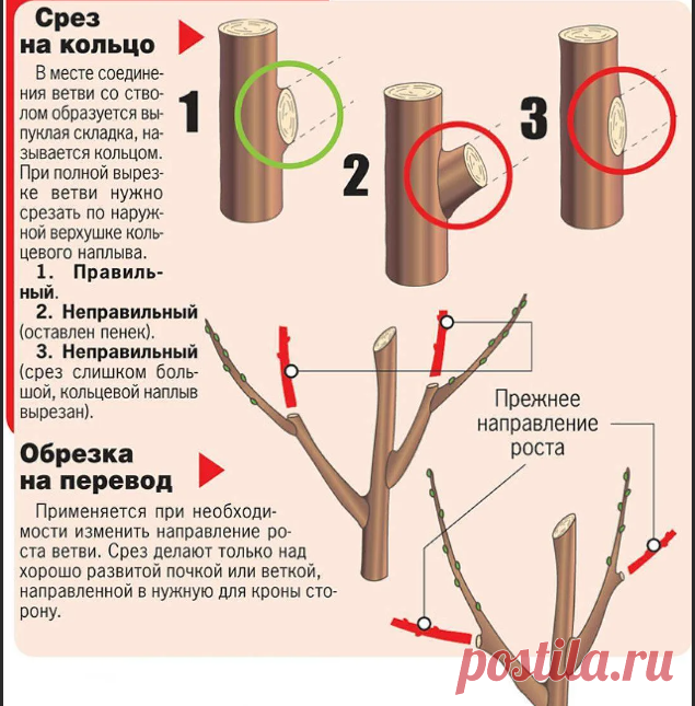 Как остановить рост дерева в высоту, что обрезать и как: 3 тонкости, без которых ничего не получится | Волжский сад | Дзен