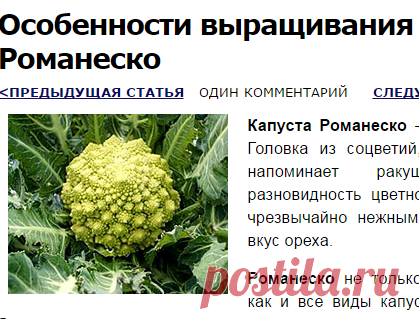 Особенности выращивания капусты Романеско | Дорога к Бизнесу за Компьютером