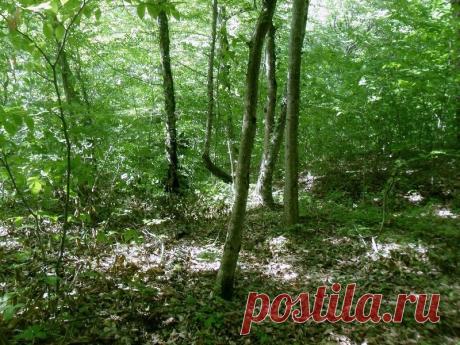 Эхо лесного похода - 15 Сентября 2015 - Персональный сайт